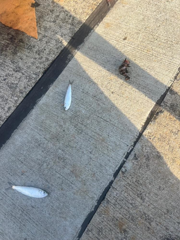 子供達とサビキ