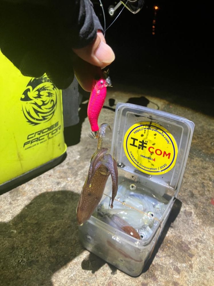 何時もの場所でヒイカ釣り(^.^)