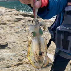 秋のランガンエギング