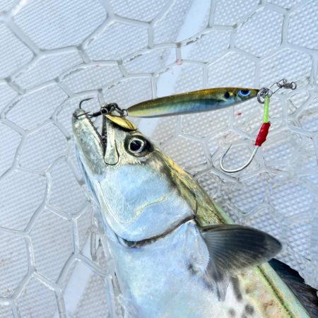 サワラ/ブレードジギング