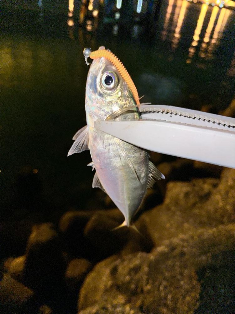 湾奥ジグ単アジング