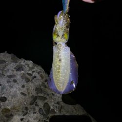 おひさのエギング