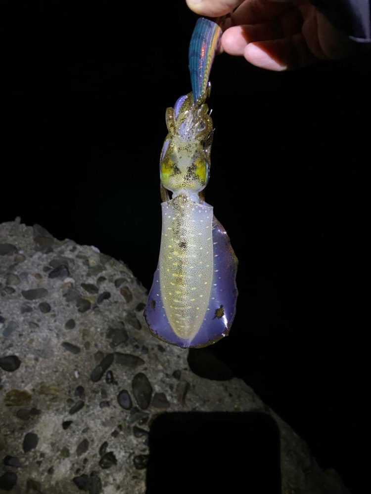 おひさのエギング