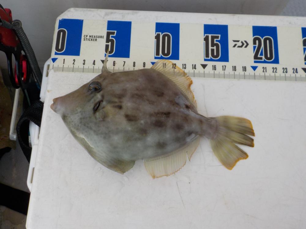 カワハギ第3戦〜大雄丸〜