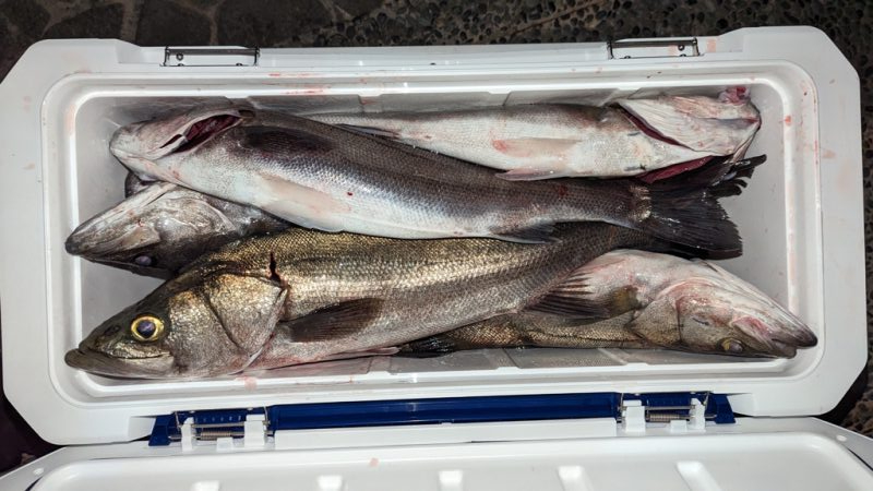 ボートシーバス