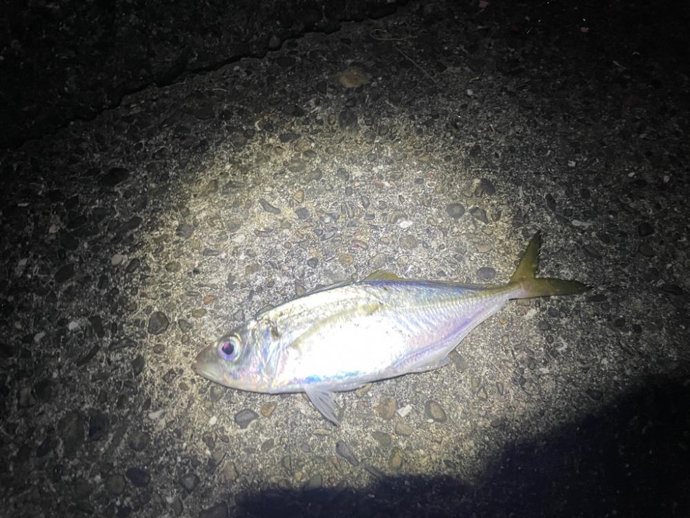 サイズアップを狙ってまたアジ釣りに行きました