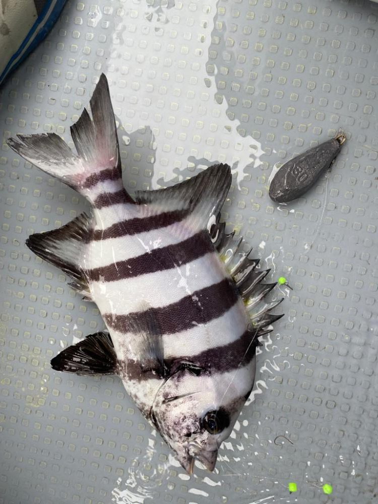 船カワハギ