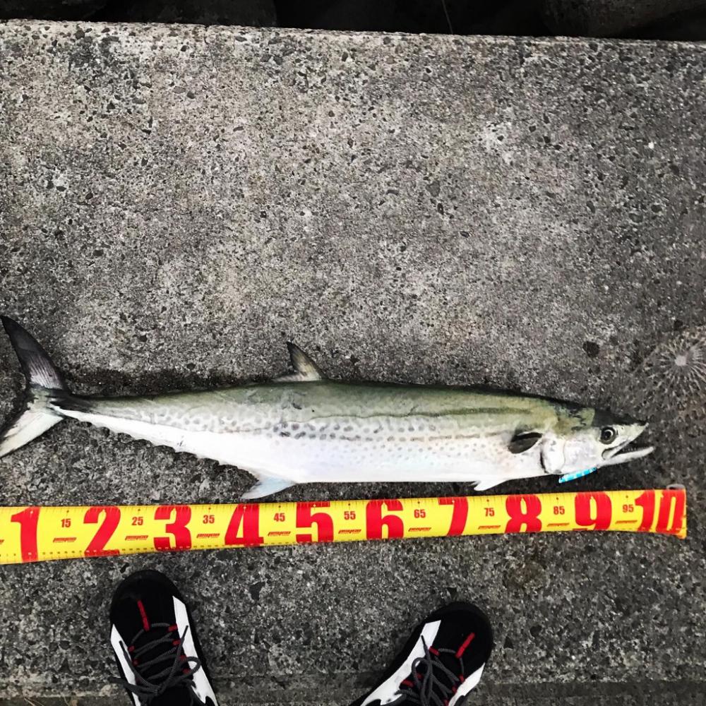 自己記録更新！コレぞ、海のチーター！