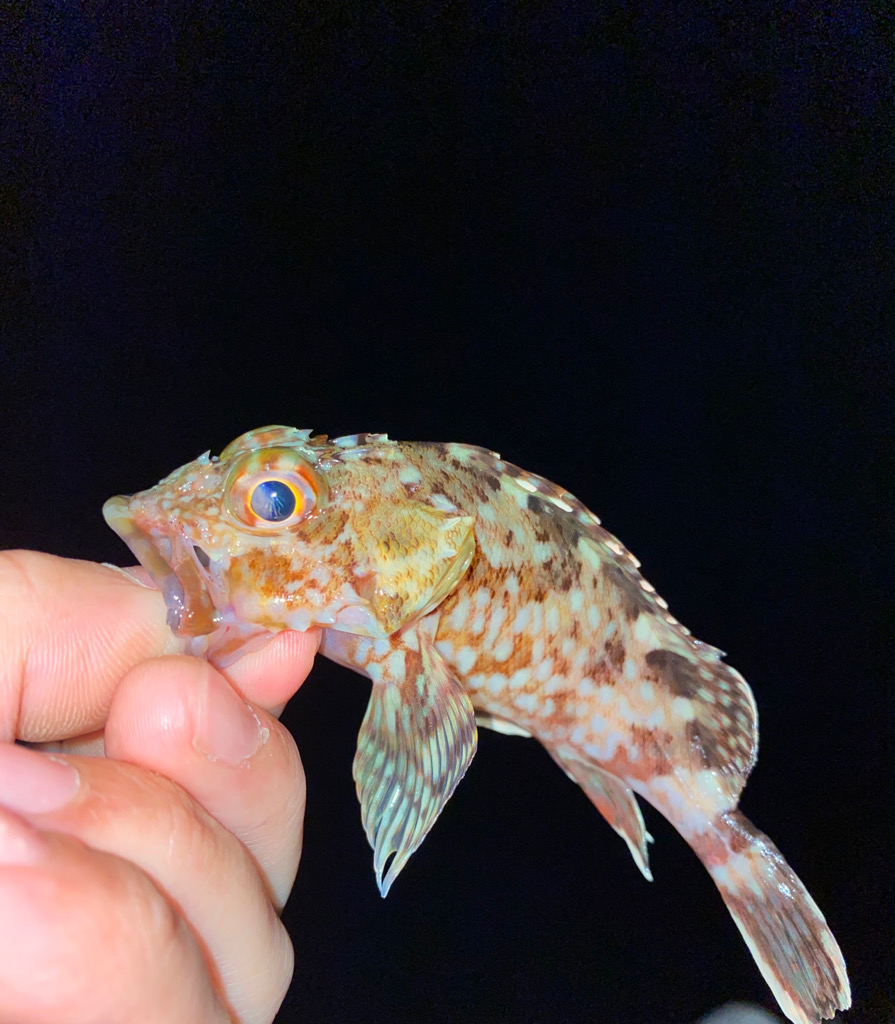 気温も釣果も激寒