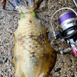 久々の大潮ゲーム