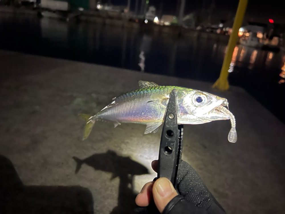 ワームメーカー縛りアジング