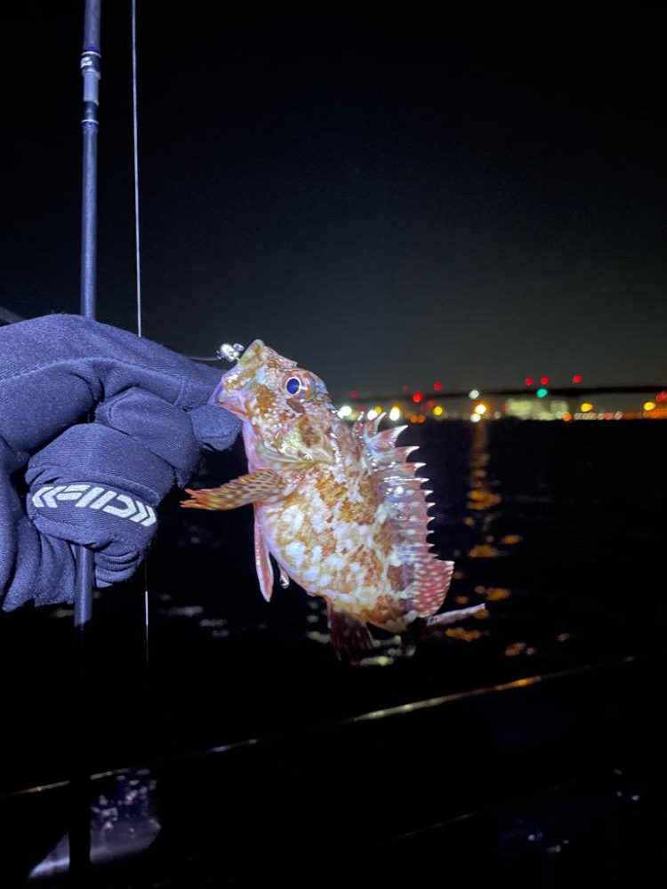 久しぶりに釣れました