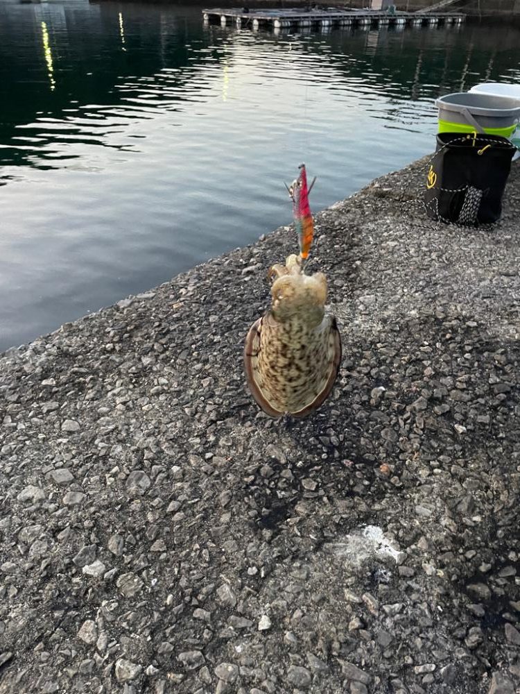 周防大島　エギング　遠投サビキ　二日目
