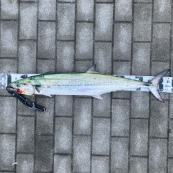 鰆87cm♪青牙ハットトリックǳ…