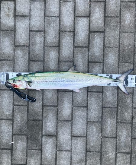 鰆87cm♪青牙ハットトリックǳ…