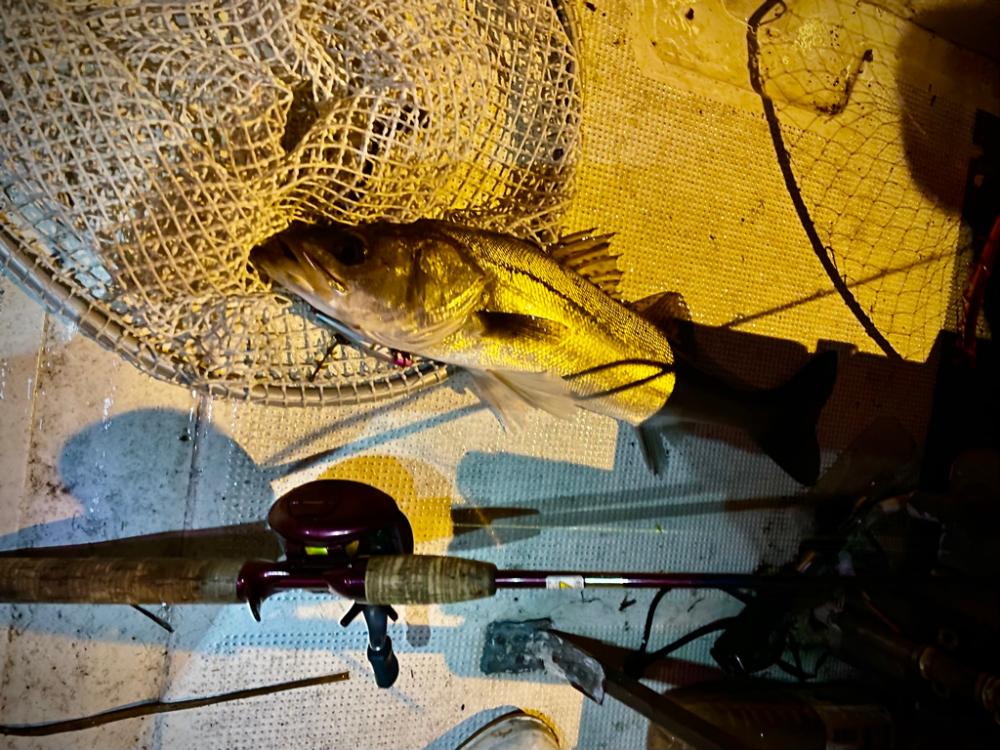 ボートシーバス