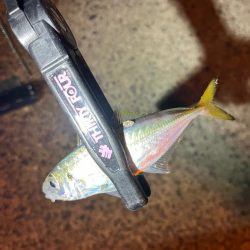 永遠釣れるアジ🐟