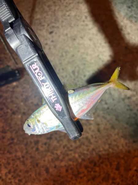 永遠釣れるアジ🐟