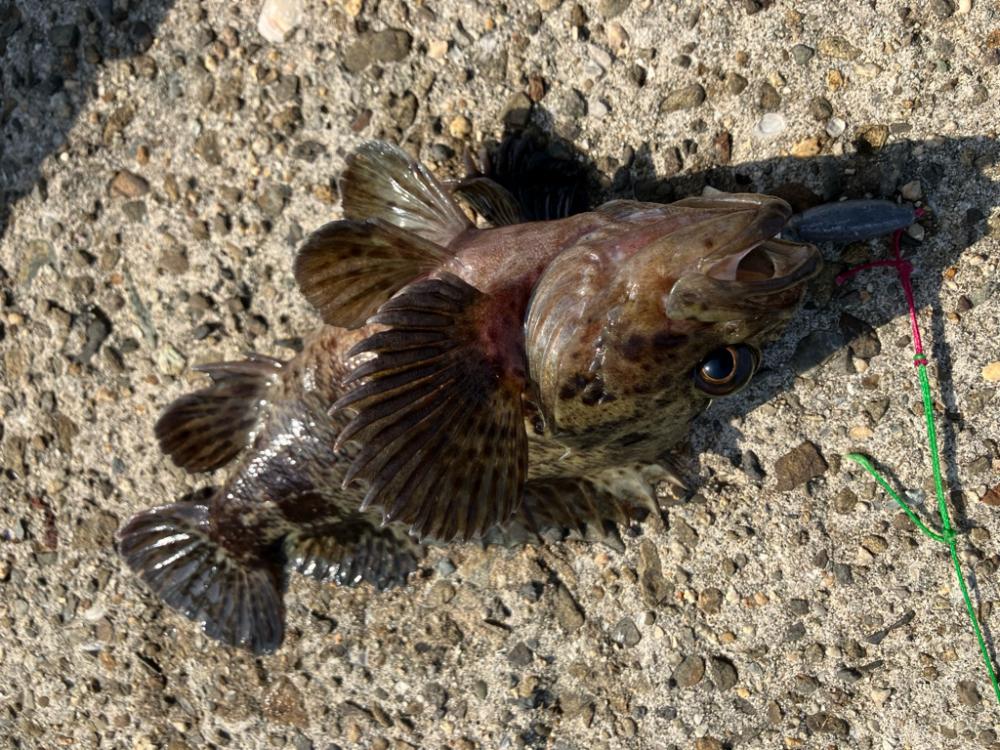 爆風穴釣り