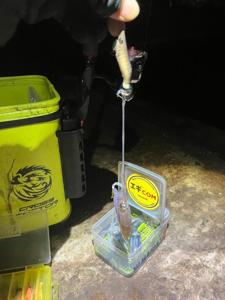 ヒイカ釣り🎣ミミイカも釣れた(^^)