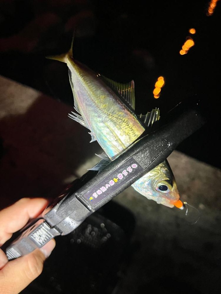 根こそぎアジを釣ってますw