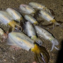 満潮潮止まりの夕まづめに