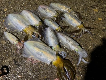 満潮潮止まりの夕まづめに