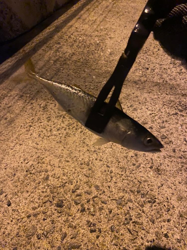 豆アジ無限に釣れる