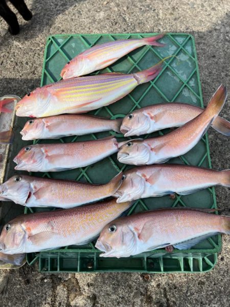 白アマダイ狙い