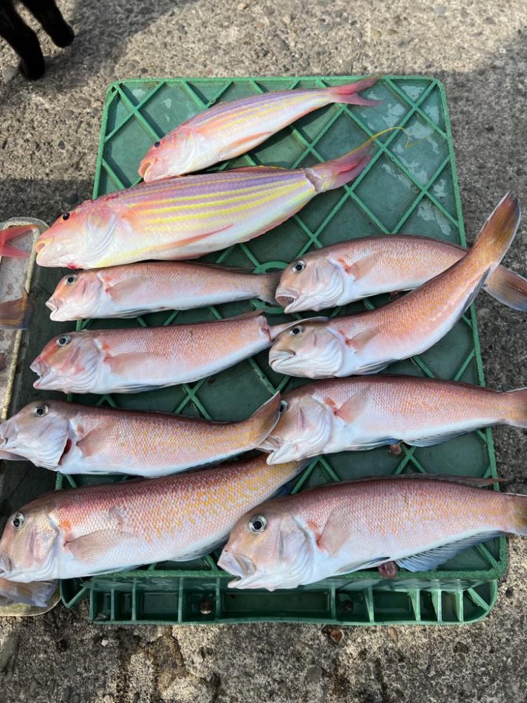 白アマダイ狙い