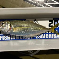 秋のアジを求めて3