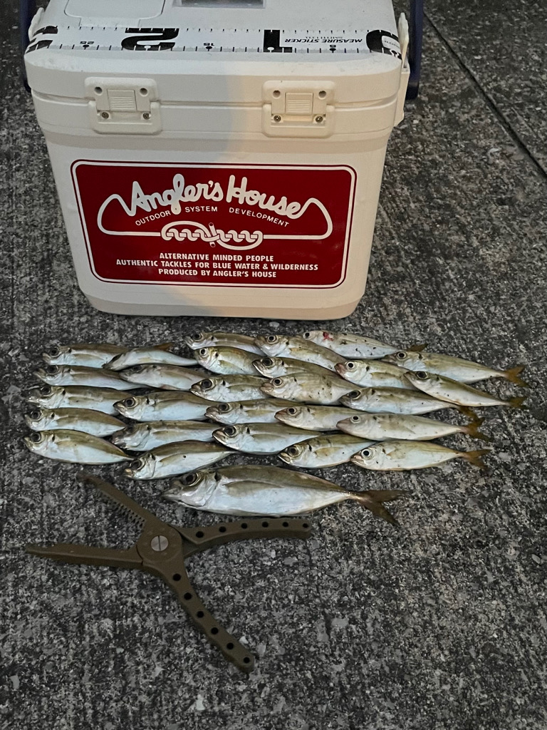 ジグ単de…アジング♪フィールド次第！