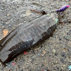 船メンテ後に試運転がてらアオリイカ狙い