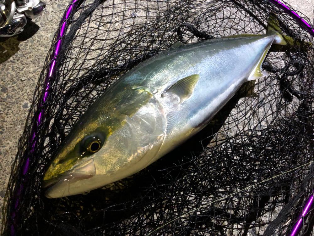 まさかの一本😆✨