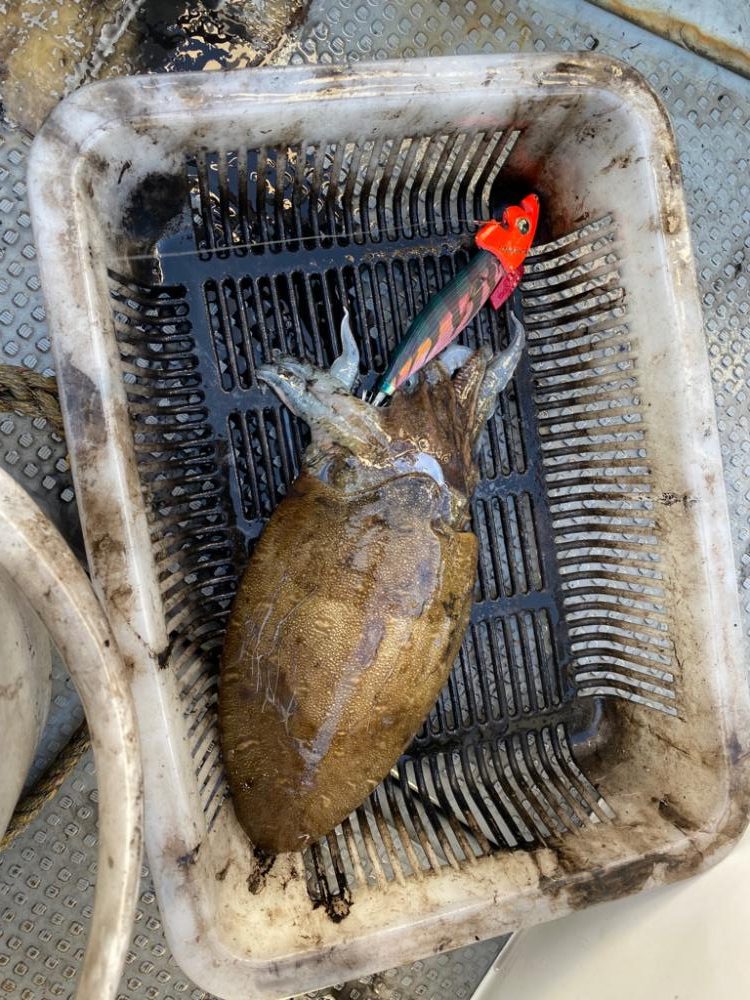 日本海ティップラン