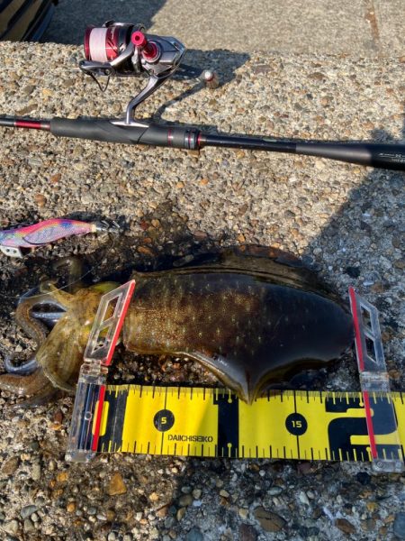 デイエギングでもそこそこの型GET＼(^o…