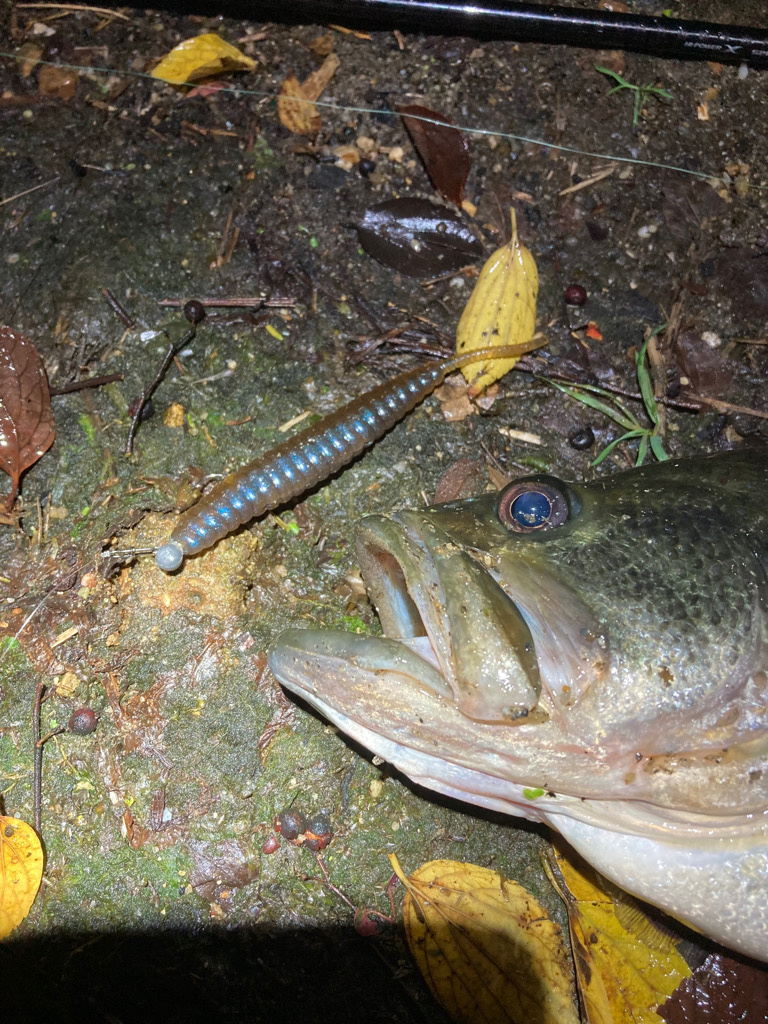 ミドストの季節