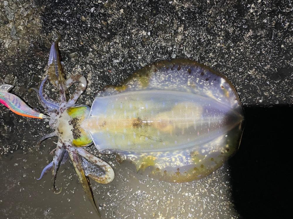 2023 佐渡ヶ島エギング 44回目【10月30日】