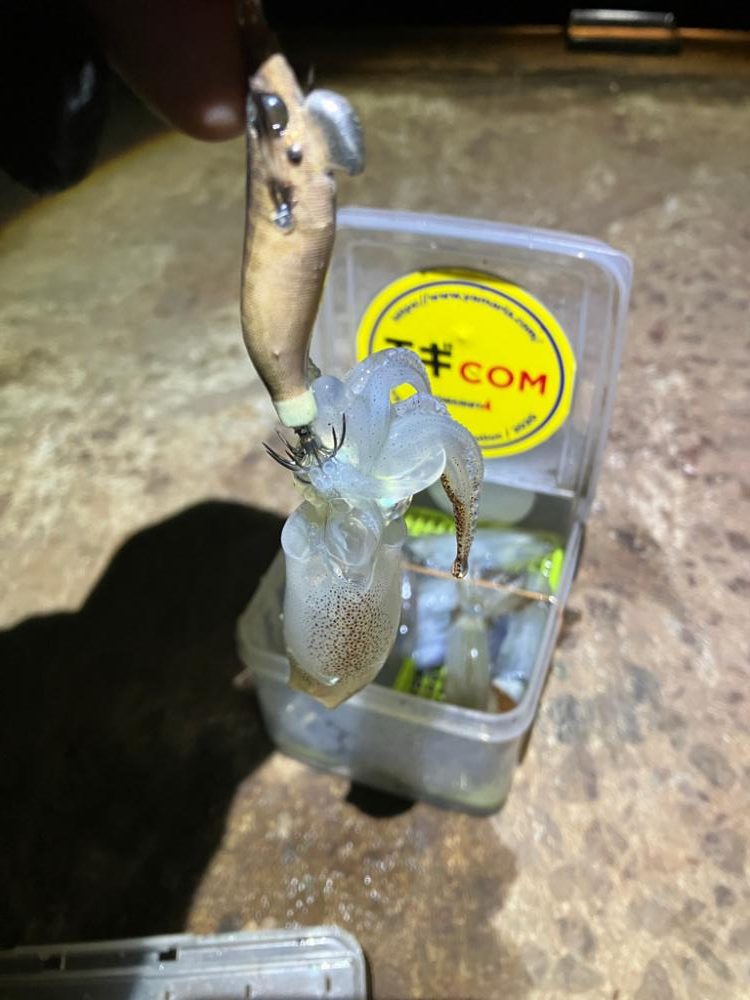 ヒイカ調査②(^｡^)