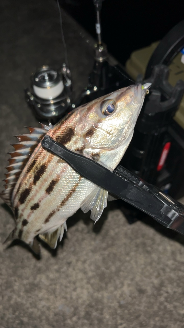 初めてのシマイサキ