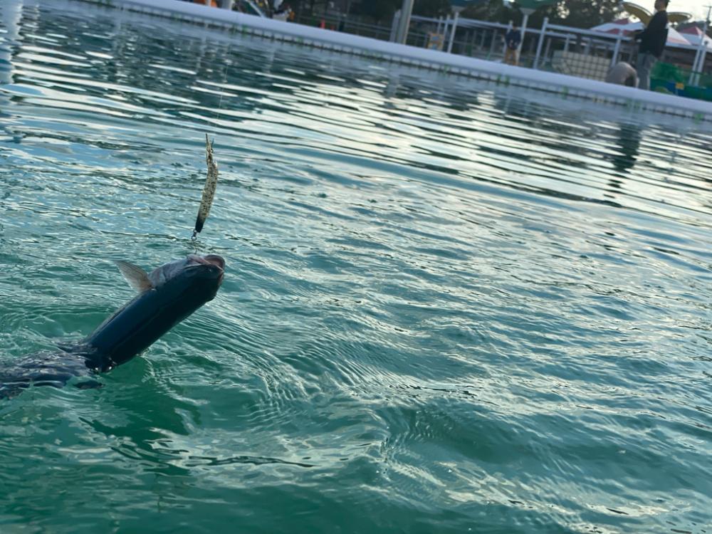 エリアトラウト 管釣り 亀岡