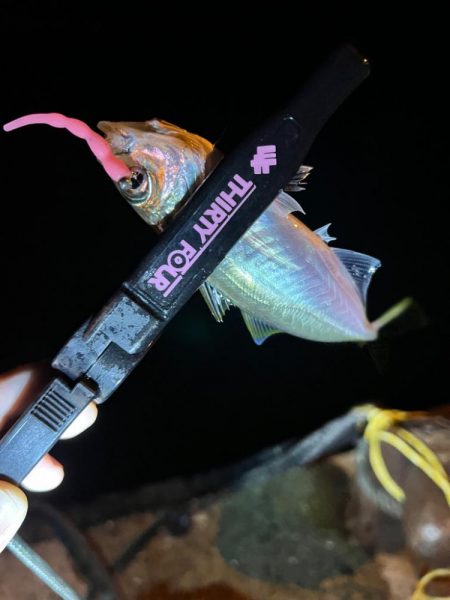 まだまだアジ釣れます✨