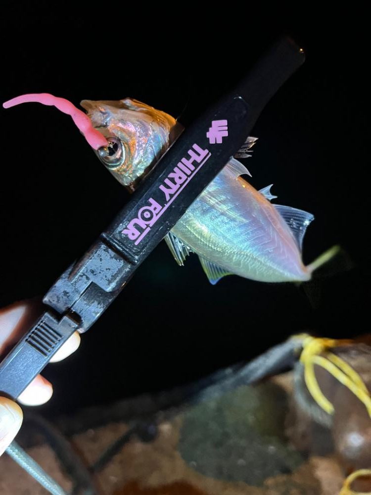 まだまだアジ釣れます✨