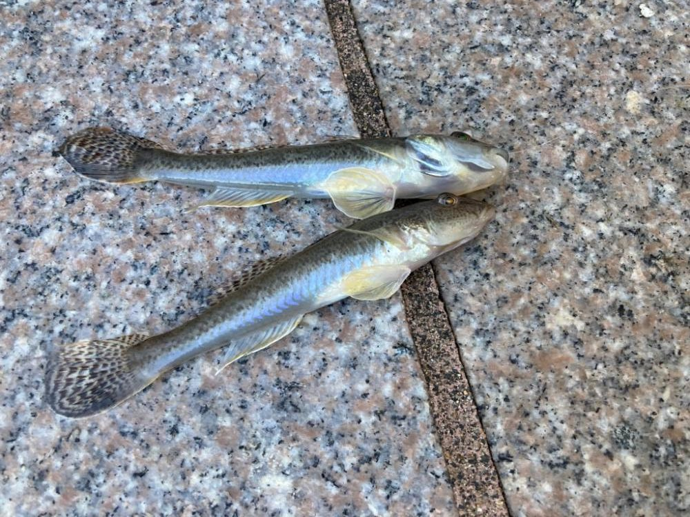 ハゼキス大漁！