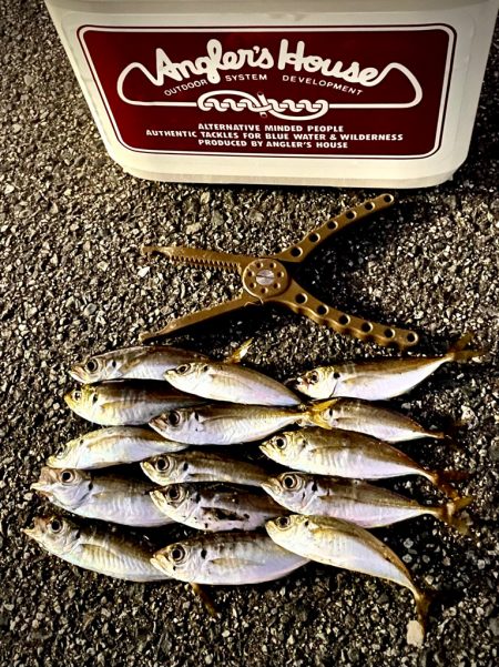 ジグ単de〜アジング♪hitからの悶絶