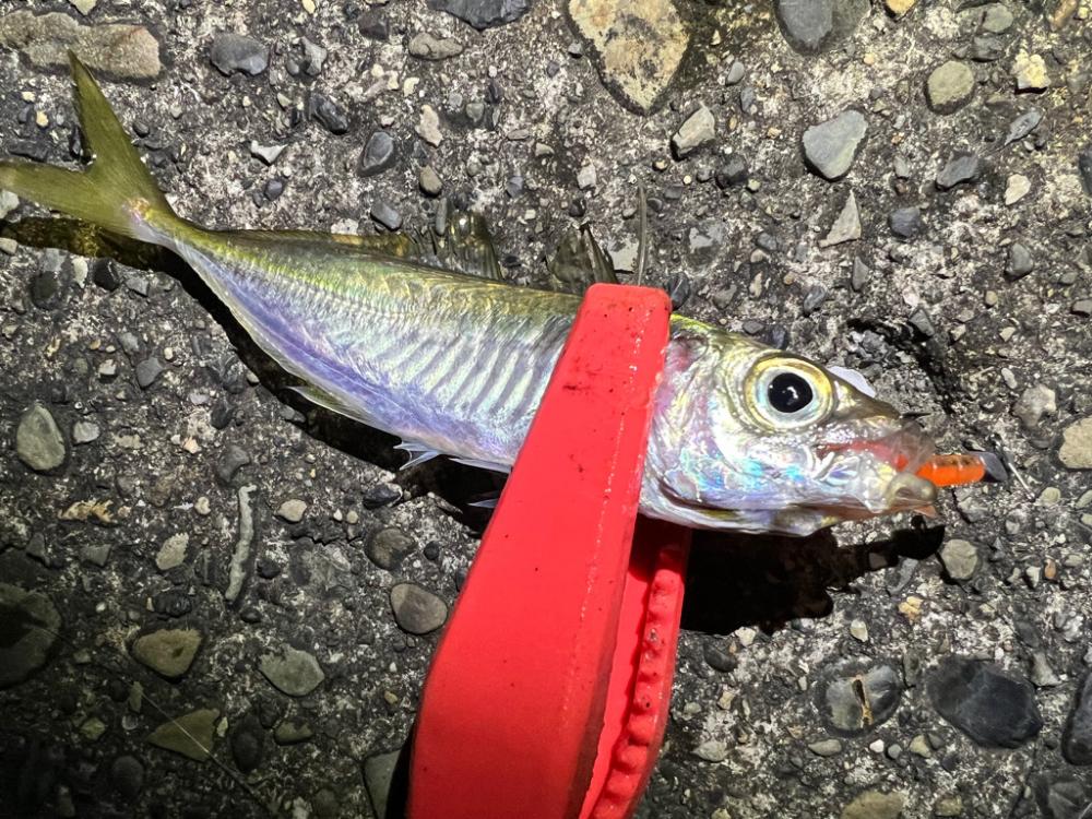 鯵を探して三千里 Vol.80