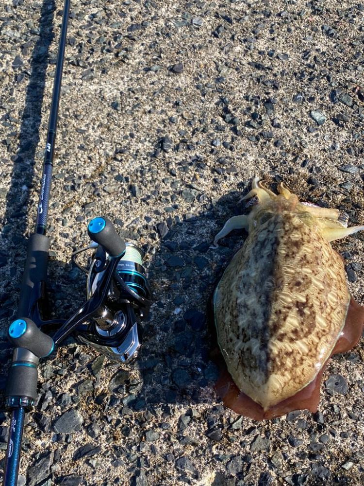 ３号エギにエギサイズが・・・