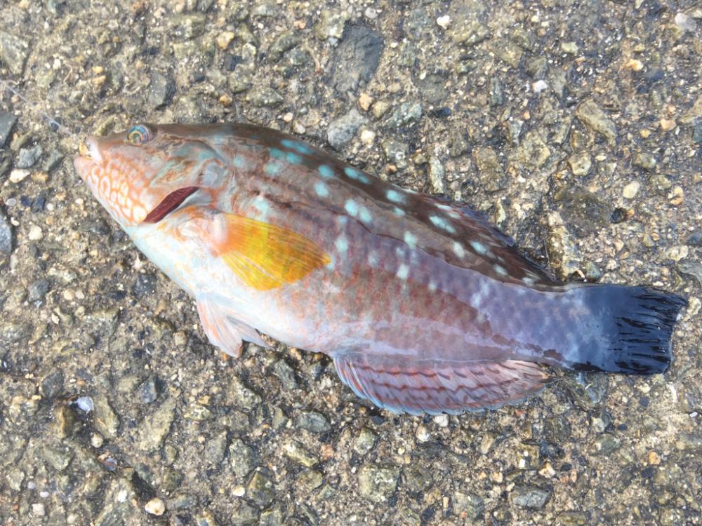 初めてのカゴ釣り