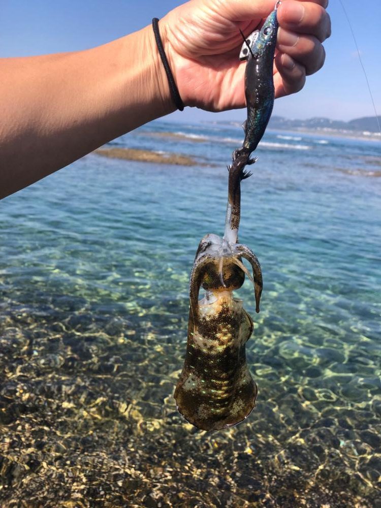 【みなべ〜田辺エリア】地磯歩き