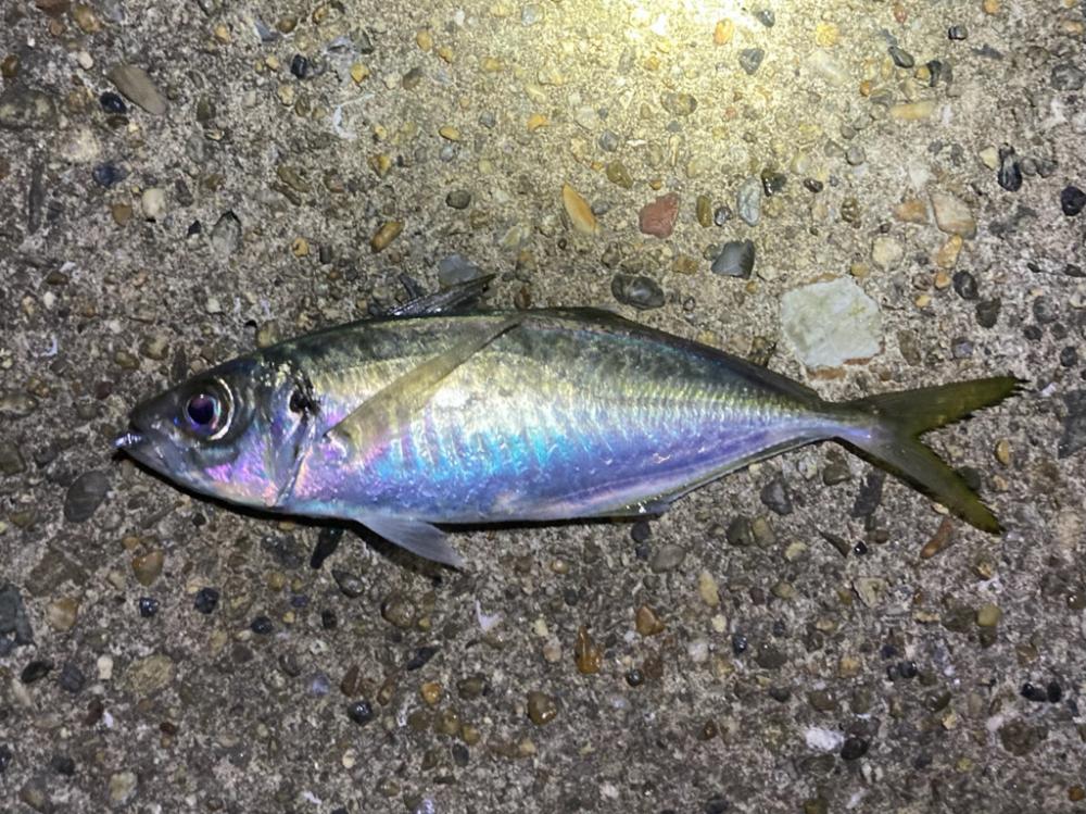 秋のライトゲーム